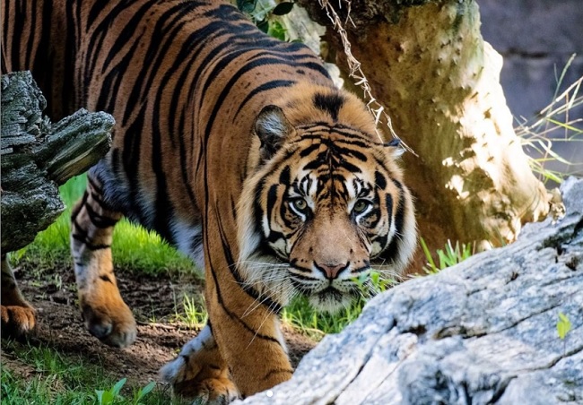 descripcion bioparc malaga