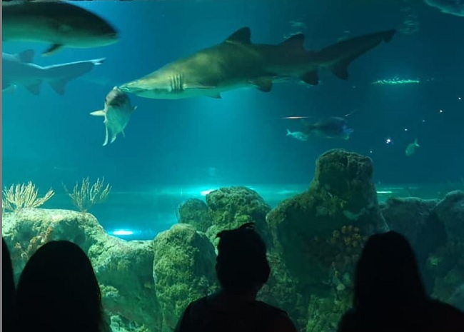 descripcion acuario almuñecar granada