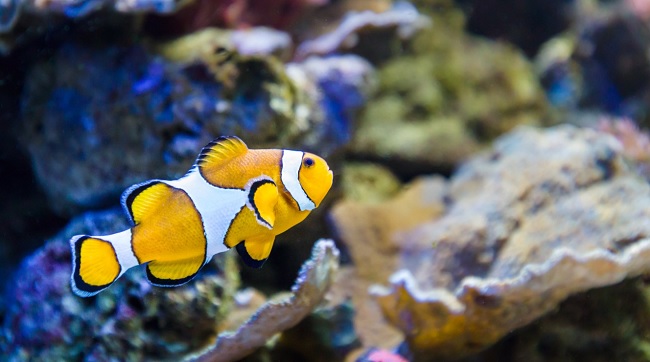 descripcion aquarium almeria