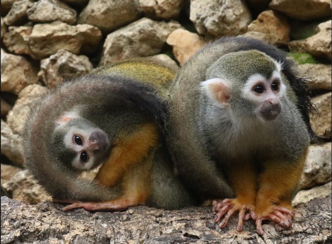 descripcion zoo castellar cadiz