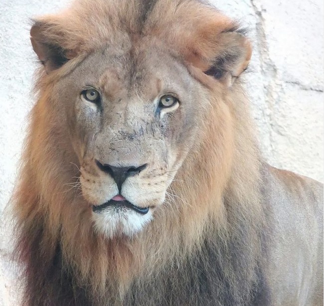 descripcion zoo oasys almeria
