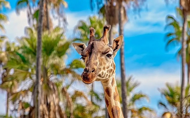descripcion zoos cadiz