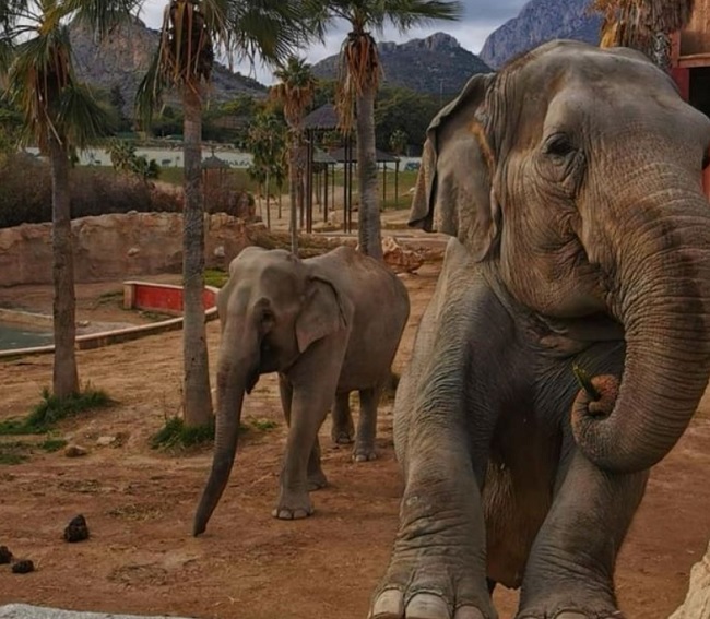 descripcion zoos benidorm